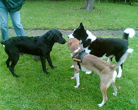 Labrador retriever Jackie - "HVad er i for nogen?" Jackie, Barney og Takki i haven billede 2