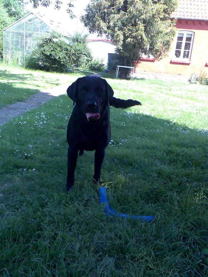 Labrador retriever Jackie - "Hej med dig"  billede 3