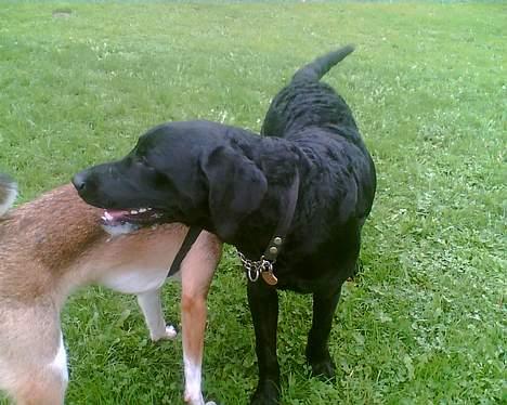 Labrador retriever Jackie - "Du dufter da meget godt" billede 4