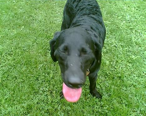 Labrador retriever Jackie - "BAAAAAAH" billede 5