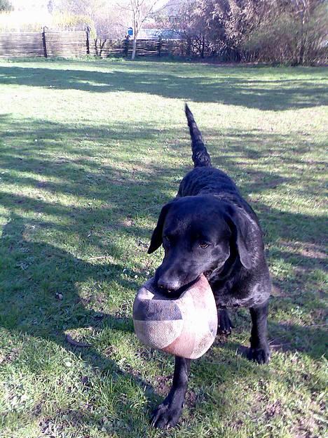 Labrador retriever Jackie - Kast bolden..... kom nuuuu! billede 6