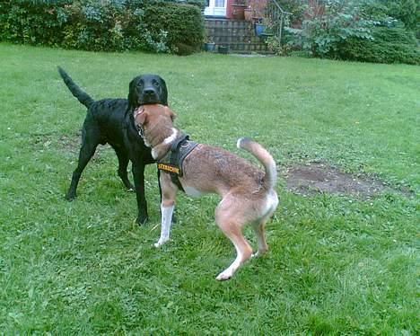 Labrador retriever Jackie - "Hey flyt dig lige Barney.. Jeg kan ikke se kameraet" billede 7