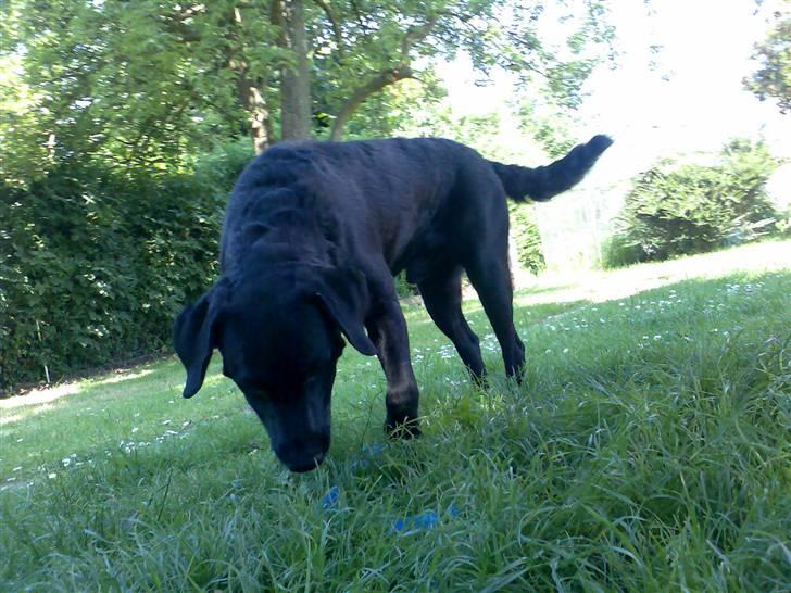 Labrador retriever Jackie - Snuse snuse.. billede 8