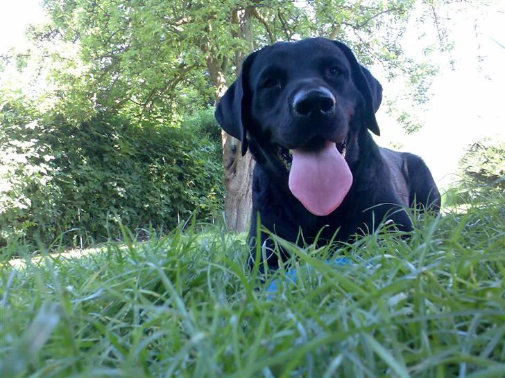 Labrador retriever Jackie - puuha det varmt... billede 9