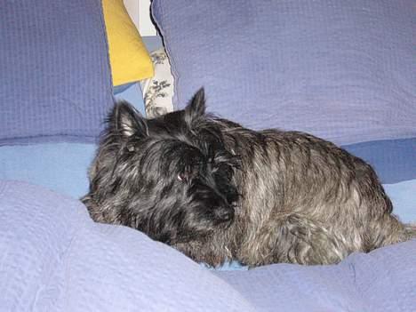 Cairn terrier Thor - du kan godt droppe den ide med at tænke på at bruge de her puder for det er mine nu.. billede 7