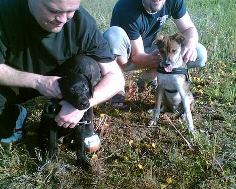 Labrador retriever Jackie - Jackie som ca. 10 uger sammen med Barney billede 10