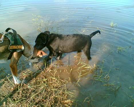 Labrador retriever Jackie - "Ha ha... her  tør du ikke komme ud" billede 11
