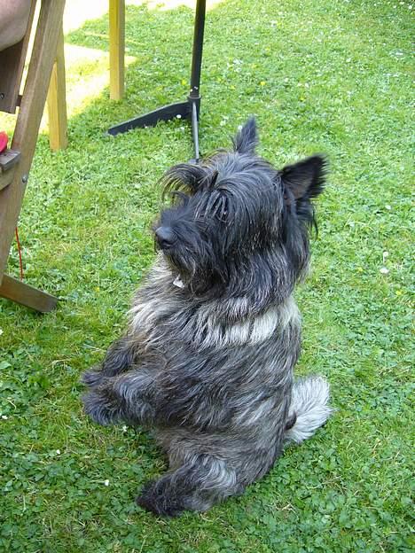 Cairn terrier Thor - dette er mit speiciele.... billede 8