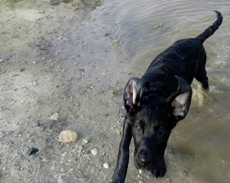 Labrador retriever Jackie - Nej det er ikke en stor flagermus :-) billede 12