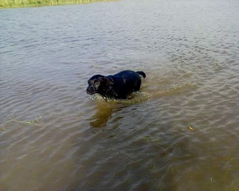 Labrador retriever Jackie - "Jeg æææælsker vand" :-)) billede 13