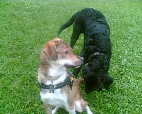 Labrador retriever Jackie - "BØØH" billede 14