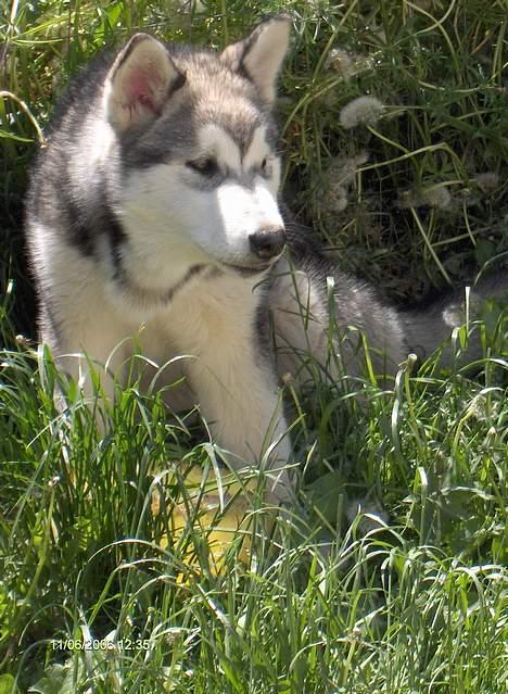 Alaskan malamute Hesra - Hesra 5 mdr billede 6