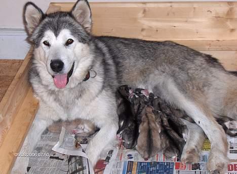 Alaskan malamute Batka - Batka med hendes hvalpe billede 6