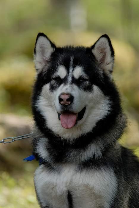 Alaskan malamute Cato - potræt billede taget af fotograf alex poulsen i sverige 2006 billede 6