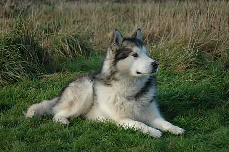 Alaskan malamute Milo R.I.P - potræt billede taget af fotograf alex poulsen 2004 billede 1