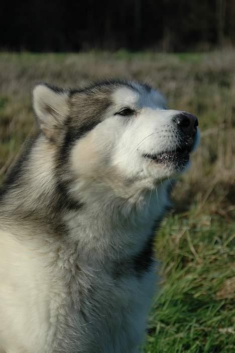 Alaskan malamute Milo R.I.P - potræt billede taget af fotograf alex poulsen 2004 billede 2