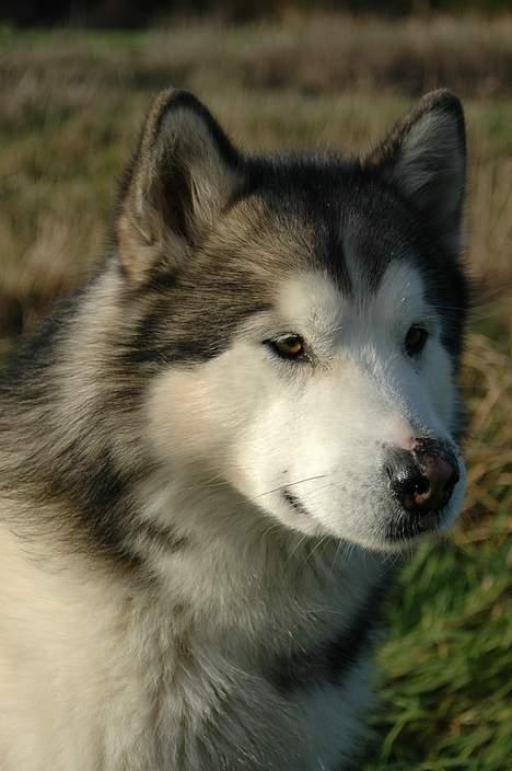 Alaskan malamute Milo R.I.P - potræt billede taget af fotograf alex poulsen 2004 billede 3