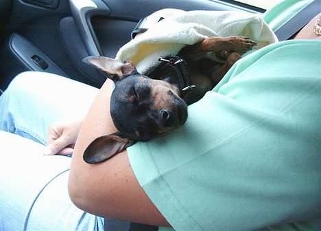 Prazsky krysarik Dolchie - Det er trættende at køre langt i bil billede 16