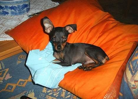 Prazsky krysarik Dolchie - Hvile igen billede 17