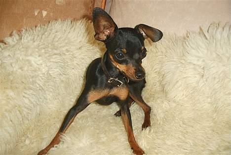 Prazsky krysarik Dolchie - Hvorfor skal i tage så mange billeder? billede 18