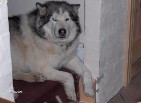 Alaskan malamute Milo R.I.P - Milo en fed kastrat..  billede 4