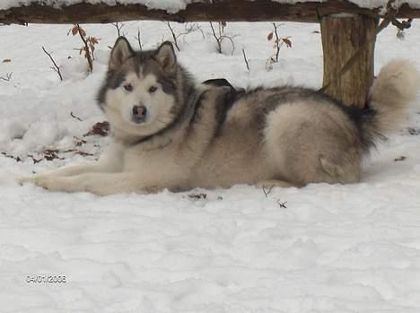 Alaskan malamute Milo R.I.P - Milo i sneen 2005 billede 5