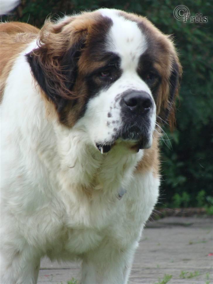 Sankt bernhardshund Møffe 20/02/06 - 17/11/08 billede 5