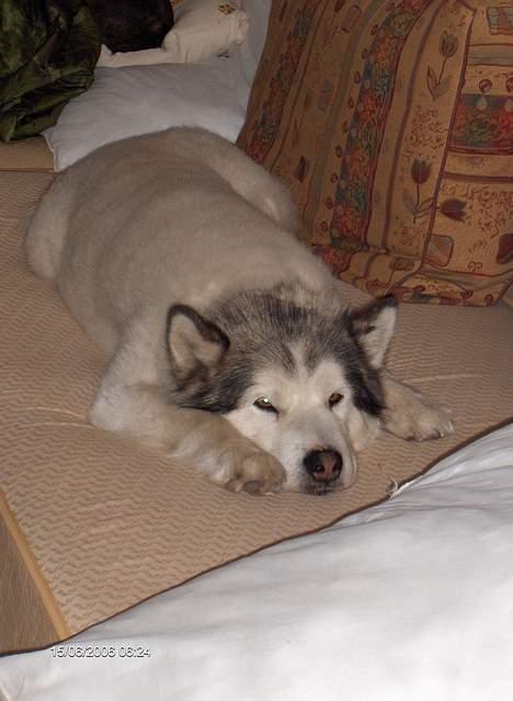 Alaskan malamute Milo R.I.P - Milo sommeren 2006, ny klippet, så er det for koldt at ligge på klinke gulvet. billede 6