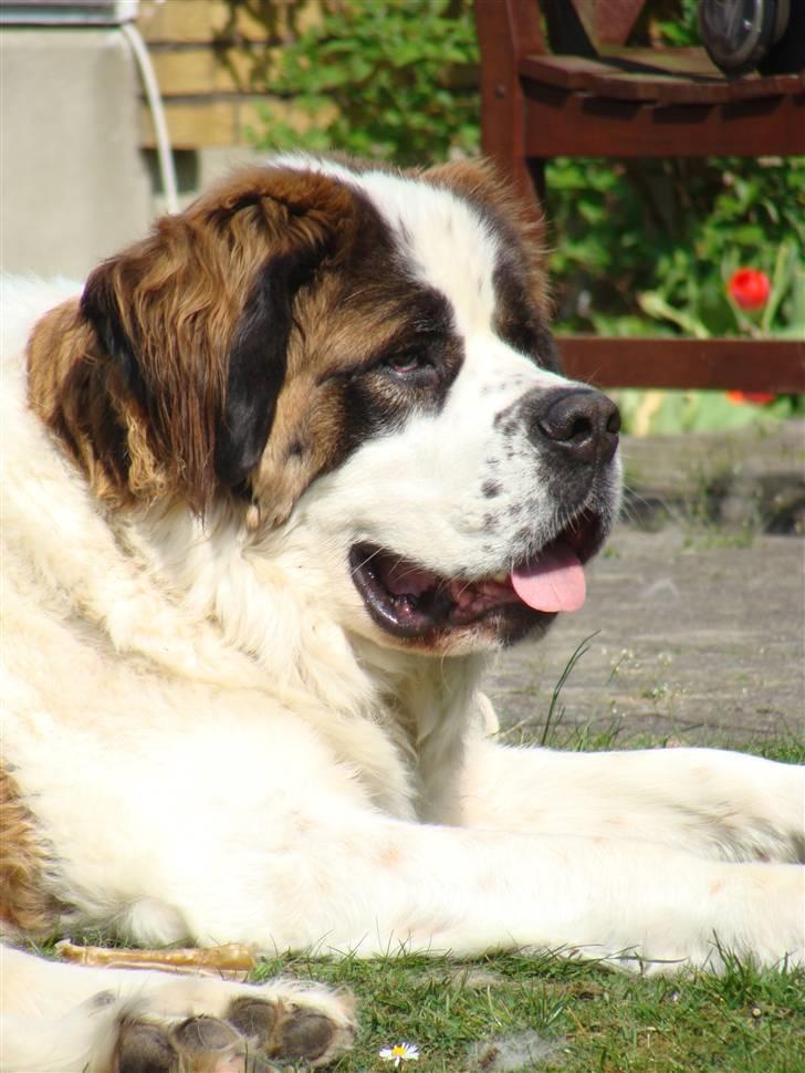Sankt bernhardshund Møffe 20/02/06 - 17/11/08 - i haven .... billede 6