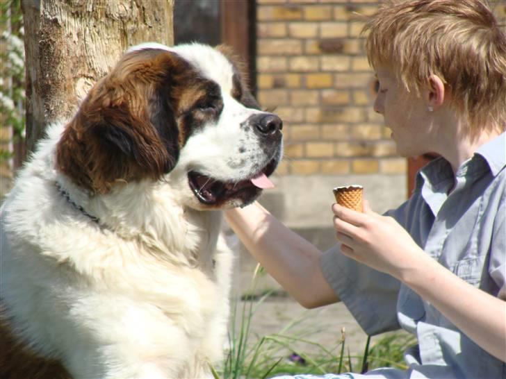 Sankt bernhardshund Møffe 20/02/06 - 17/11/08 - Savle savle  billede 7