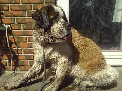 Sankt bernhardshund Møffe 20/02/06 - 17/11/08 billede 8