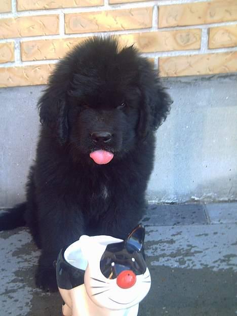 Newfoundlænder Samson (R.I.P 15.juni 09) - Her er jeg ca. 9 uger gammel billede 8