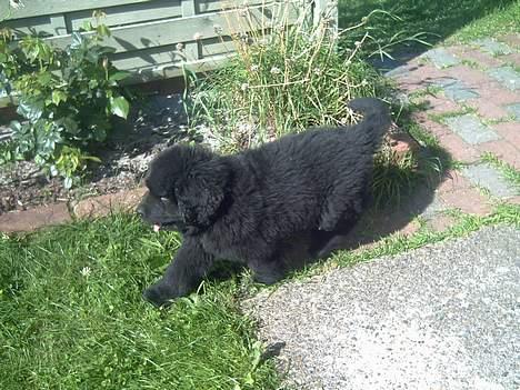 Newfoundlænder Samson (R.I.P 15.juni 09) - 9 uger billede 9
