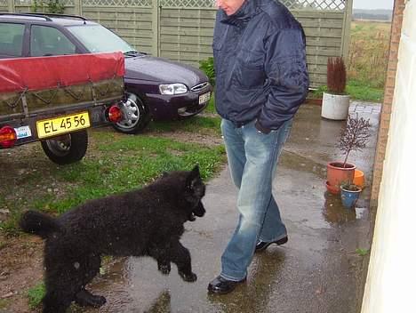 Newfoundlænder Samson (R.I.P 15.juni 09) - Elsker at plaske i vand når det regner! (ca.12 uger) billede 10