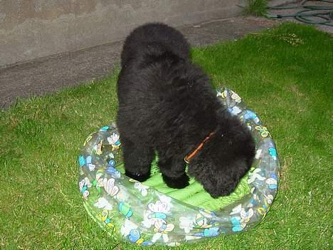 Newfoundlænder Samson (R.I.P 15.juni 09) billede 11