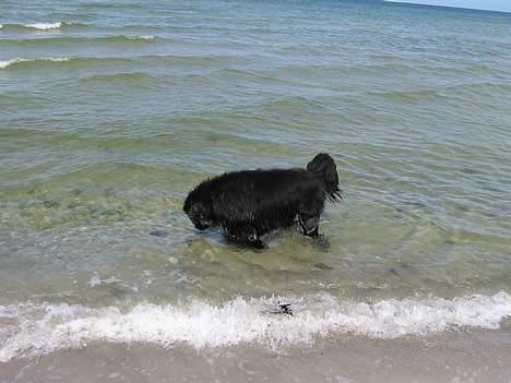 Newfoundlænder Samson (R.I.P 15.juni 09) - Sommeren 2006 billede 12