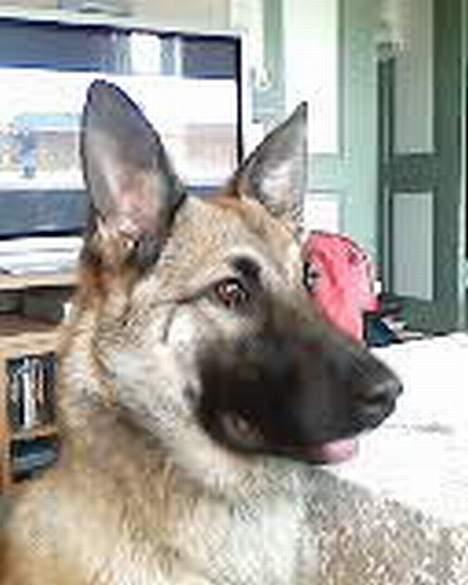 Blanding af racer Diva  Schæfer/bjørnehund - Diva billede 1