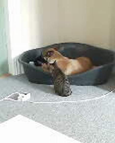 Blanding af racer Diva  Schæfer/bjørnehund - elsker at lege med katten billede 2