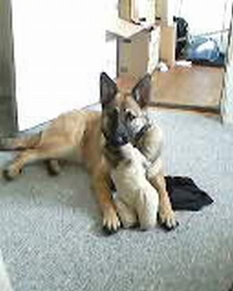 Blanding af racer Diva  Schæfer/bjørnehund - min isbjørne bamse  billede 3