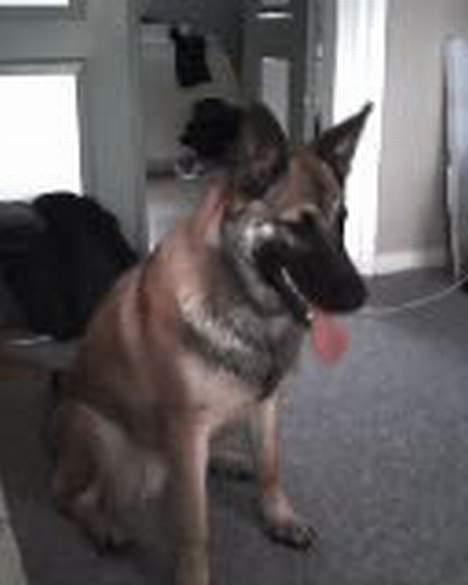 Blanding af racer Diva  Schæfer/bjørnehund billede 4