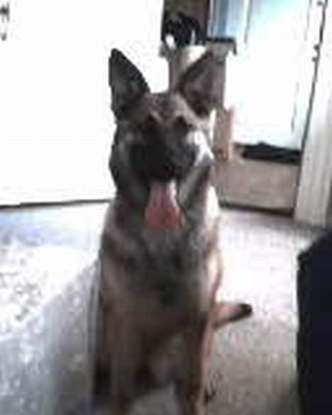 Blanding af racer Diva  Schæfer/bjørnehund - er jeg ikke sød billede 5