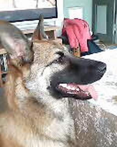 Blanding af racer Diva  Schæfer/bjørnehund billede 6