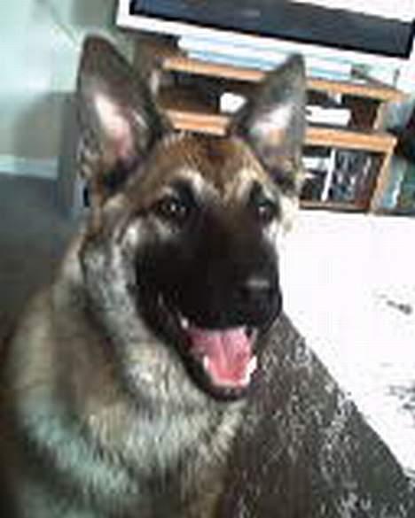 Blanding af racer Diva  Schæfer/bjørnehund billede 7