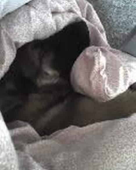 Blanding af racer Diva  Schæfer/bjørnehund - har lusket mig ind i far og mors soveværelse hi hi billede 8