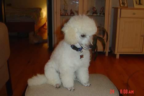 Dværgpuddel Lunde - Lunde; Hvid Dværgpuddel. billede 2