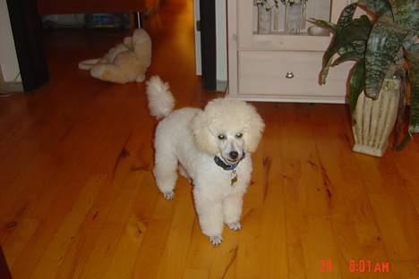 Dværgpuddel Lunde - Lunde; Hvid Dværgpuddel . billede 3