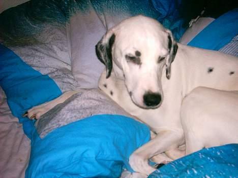 Dalmatiner Perle... Død 03-11-2009 - God morgen, det kan da diskuteres, det er alt fortidligt i står op!!! billede 19