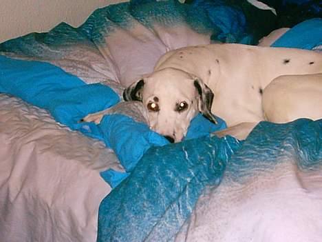 Dalmatiner Perle... Død 03-11-2009 - Jeg gider altså ikke op billede 20