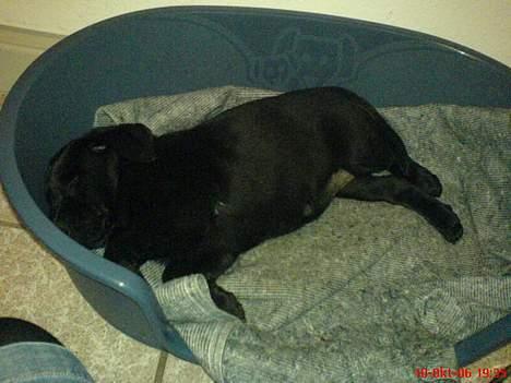 Labrador retriever Donna - Donna tager sig en lille lur efter en fight med storebror.. ;) billede 4