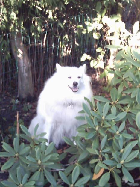 Samojedhund Lady 1997 + død 2007 billede 1